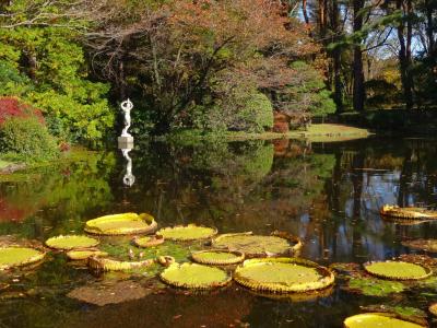 晩秋の乙女たちと名作の舞台を訪ねて（神代植物公園から深大寺へ）