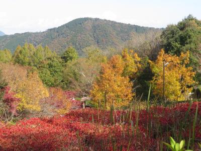 紅葉日和に当たった広島山口レッサーパンダ遠征（３）安佐動物公園と秋吉台サフアリランドで見られた紅葉のある景色やちょっぴりの花など