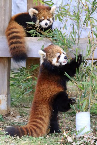 紅葉日和に当たった広島山口レッサーパンダ遠征（４）安佐動物公園レッサーパンダ特集：今年生まれの赤ちゃんの名前は広島カープ由来のカカとププ！