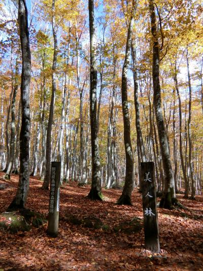 美しい越後の紅葉　１　越後湯沢　美人林　星峠の棚田