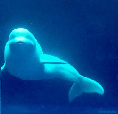 今年もカニさんありがとう・その2(松葉かに旅行記2019)