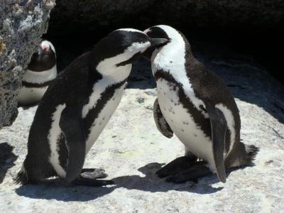 ケープタウン・ナミブ砂漠・ヴィクトリアの滝・チョベ国立公園　②　（ペンギンと一緒に泳げるビーチ）