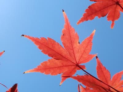 夕やけの葉っぱ、わかる深大寺、ちょっぴり高尾山