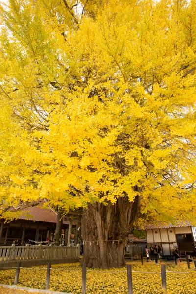 広島・岡山　紅葉めぐり～古保利薬師、吉水園、筒賀大歳神社、普門寺、木山寺、国清寺