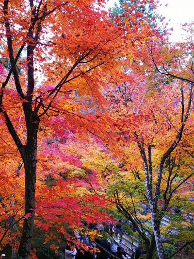 滋賀＆京都の紅葉とパワースポット旅