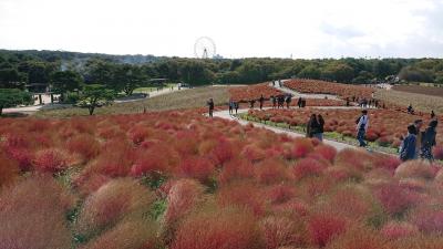 国営ひたち海浜公園