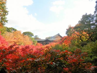 京都・東福寺の紅葉