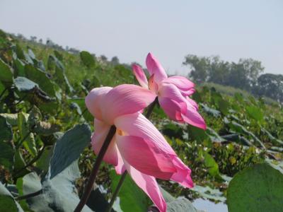 ハスの花が群生しているノーンハーンブアデーン湖