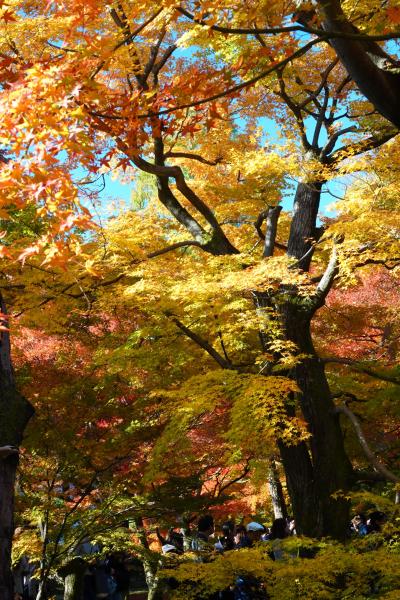 京都 紅葉 東福寺～八坂神社 2019