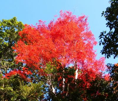 紅葉の箕面探訪（2019/11）