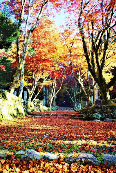 鶏足寺の紅葉