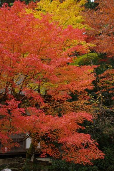 湖東三山の紅葉