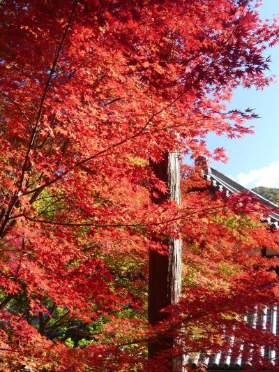 「崇禅寺」の紅葉_2019（2）_見頃が始まりました。（群馬県・桐生市）