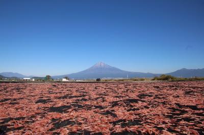 静岡県中部 日本酒と魚の宝庫をめぐる旅
