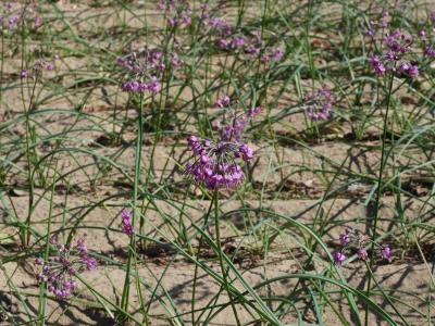 らっきょうの花と皆生温泉