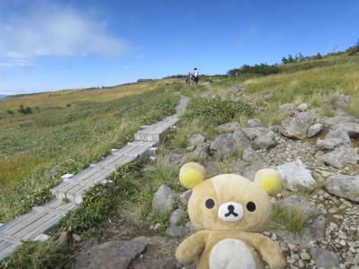 秋の苗場山に和田小屋から登って来るクマ！その2