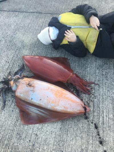 京都　宮津　釣れ過ぎ　船チャーター  釣り　巨大イカ釣ってしまった！