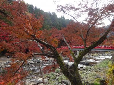 寸又峡と香嵐渓もみじまつり