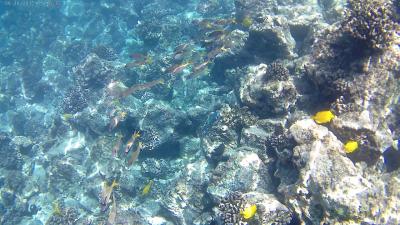 一人旅でゆっくり気ままに楽しむハワイ島！～若干珍道中だけどそれもいい！(2日目)～