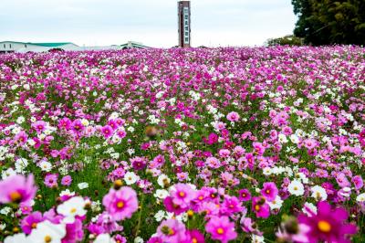 風土記の丘　2019晩秋