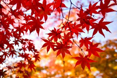 日帰りの京都紅葉旅行　～嵐山・ライトアップ