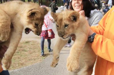 紅葉日和に当たった広島山口レッサーパンダ遠征（７）秋吉台サファリふれあい広場の動物：仔ライオンお散歩や初アフリカハゲコウダイナミックフライト