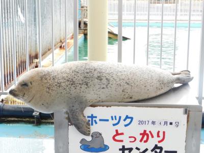 保護治療も兼ねているオホーツクとっかりセンター・紋別編（２）