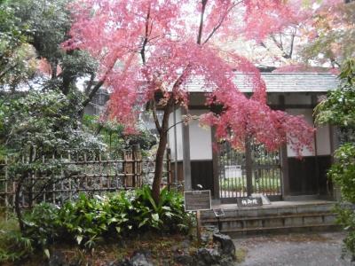 三島市の楽寿館見学と三島大社の七五三に出会いました