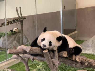 日帰り和歌山南紀白浜アドベンチャーワールド、パンダづくしの旅&#128060;