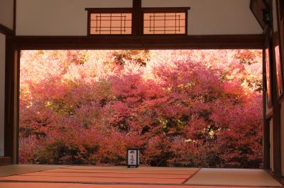 兵庫*豊岡 紅燃ゆ 絵の中へ【安国寺・シルク温泉やまびこ・出石そば】