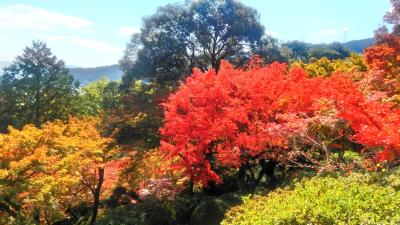 シニア夫婦温泉旅　嬉野温泉＆佐賀の紅葉を訪ねて　後半