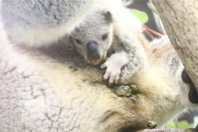 Ｗベビーの出会いがあった晩秋の埼玉こども動物自然公園～もう１頭コアラの赤ちゃん＆水滴ガラス越しの赤ちゃんとじいちゃんも可愛いレッサーパンダ