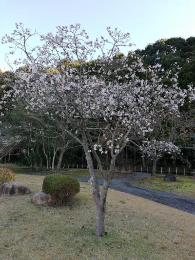 千波湖で冬に見る桜