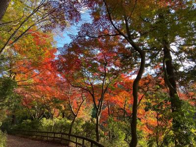 リアルタイムの紅葉狩り & いつものアウトレットでお買い物♪♪