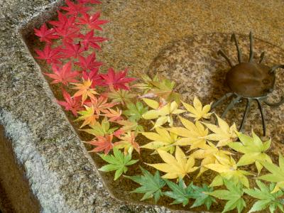 2019　鎌倉の秋Part2 　一条恵観山荘　長寿寺