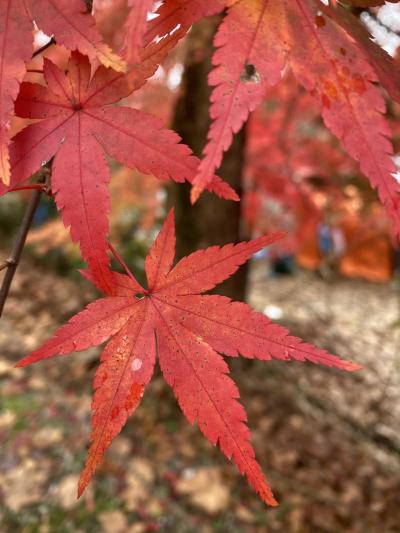 少し遅かったな～紅葉