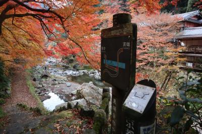 京都トレイル（西山コース）清滝～苔寺谷　紅葉の中を歩きました