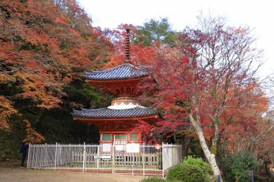 旅するイルカ♪　大阪府、岸和田　大威徳寺紅葉へ