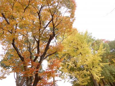 大阪城公園～森ノ宮へ　２０１９