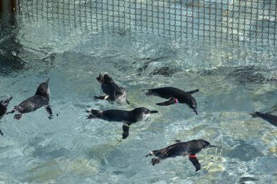 10月10日、無料の葛西臨海水族園に行ってきました。