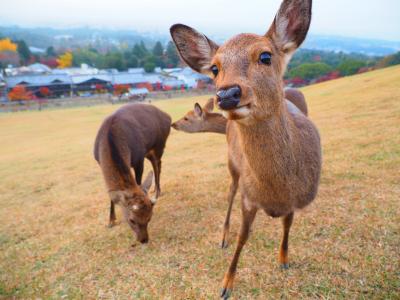 奈良紅葉ウォーク　東大寺大仏殿と春日大社本殿特別参拝