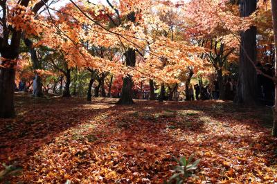 京都・さんぽ地図の旅　⑨光明院～秋色の東福寺