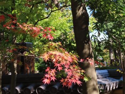 妻と松陰神社・鶴松山実相院を訪れました 世田谷 2019/11/13