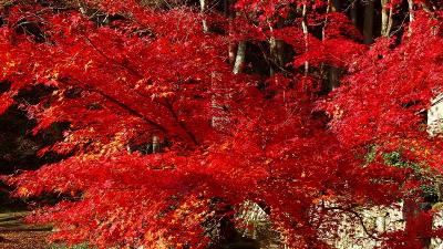 丹波篠山 紅葉 に関する旅行記 ブログ フォートラベル 兵庫県