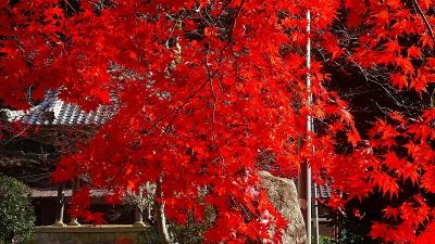丹波篠山 紅葉 に関する旅行記 ブログ フォートラベル 兵庫県