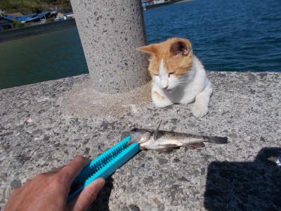 香川県　佐柳島リターンズ　魚を釣ってにゃんこ様に振る舞う　