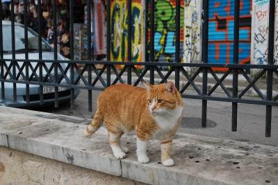 ギリシャで出会った猫たち