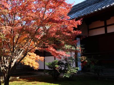 １１月末　青蓮院門跡の紅葉