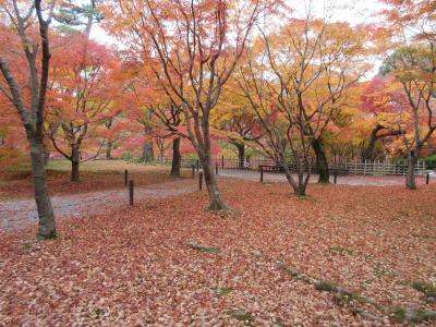 紅葉を愛でる旅 in 京都