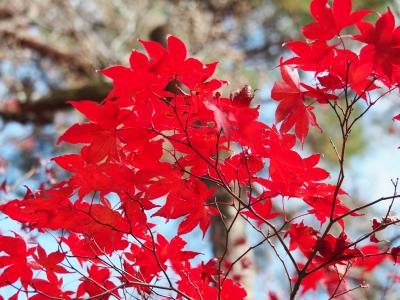 2019京都紅葉旅行（１）永観堂、南禅寺、哲学の道、銀閣寺、永観堂ライトアップ